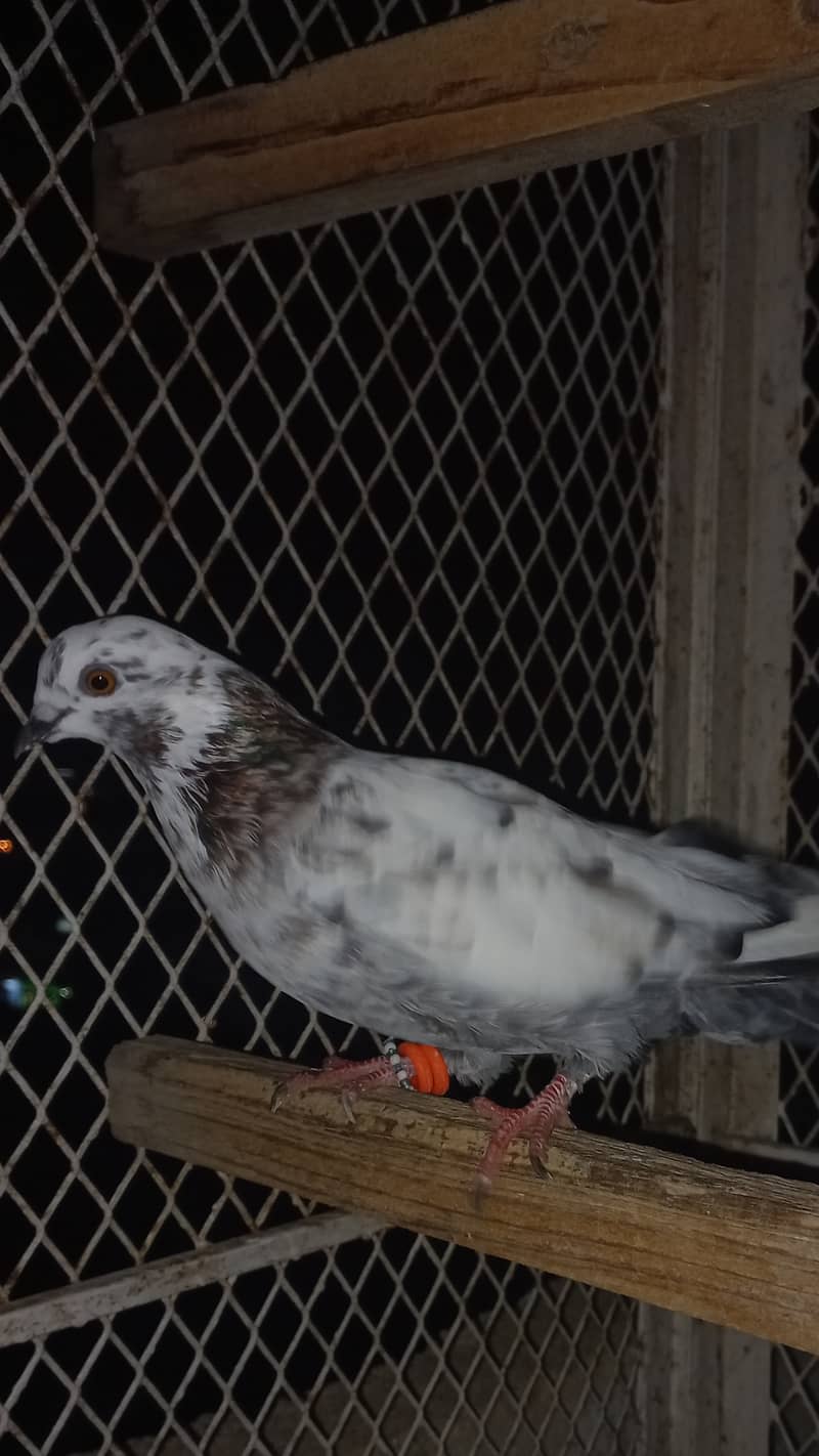 Pigeon 4
