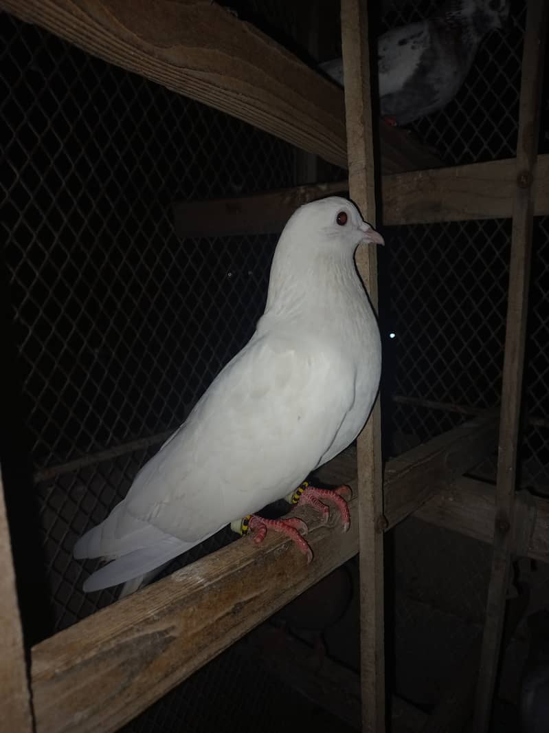 Pigeon 5