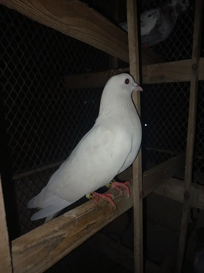 Pigeon — photo 6