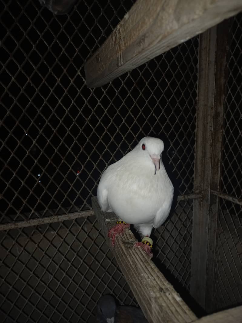 Pigeon 6