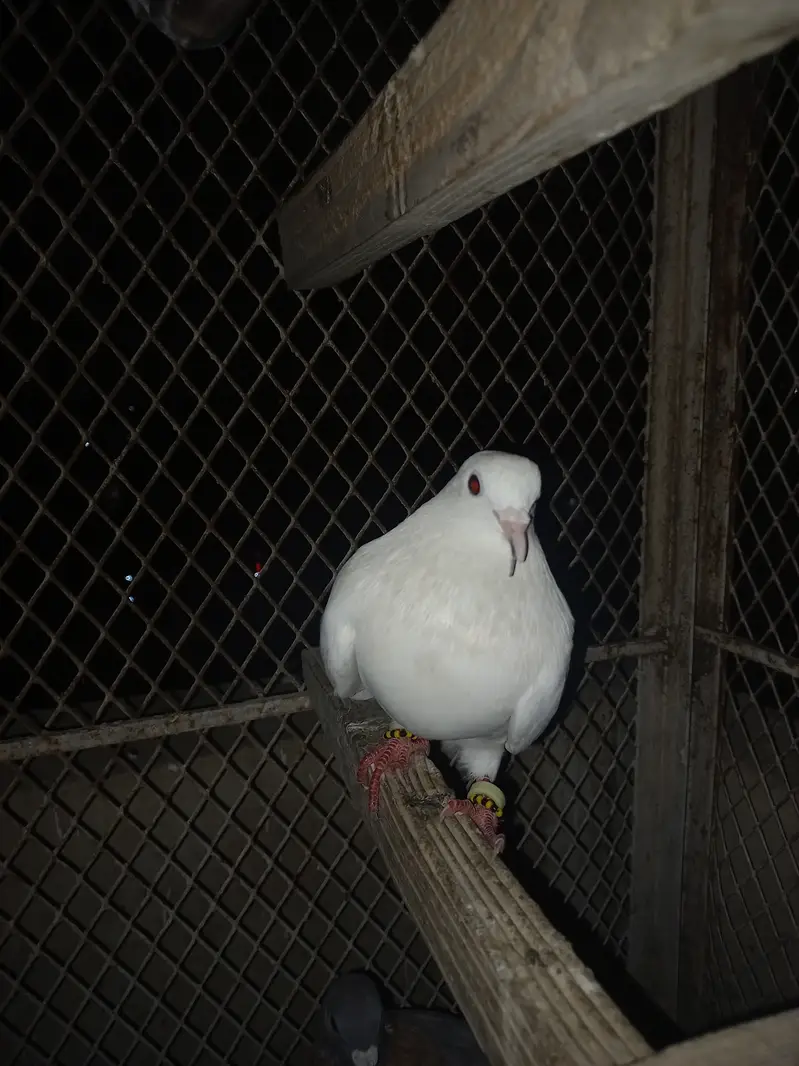 Pigeon — photo 7