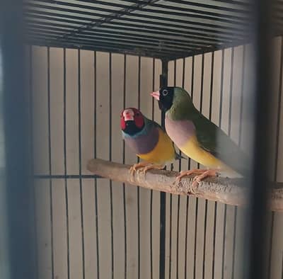 Gouldian Finch