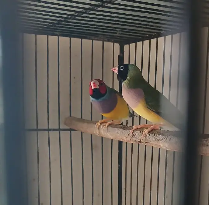 Gouldian Finch
