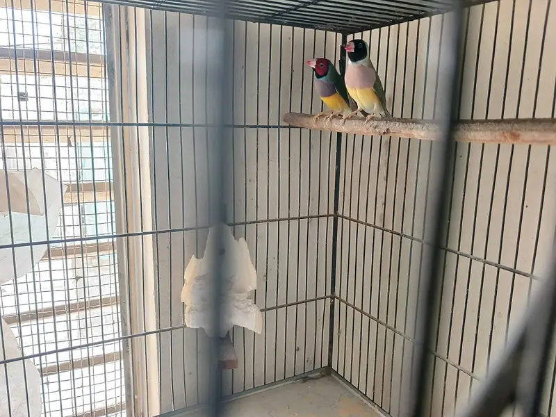Gouldian Finch — photo 2
