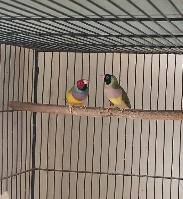Gouldian Finch — photo 3