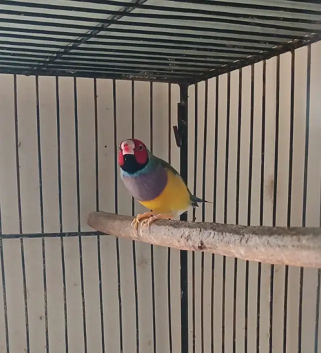Gouldian Finch — photo 4