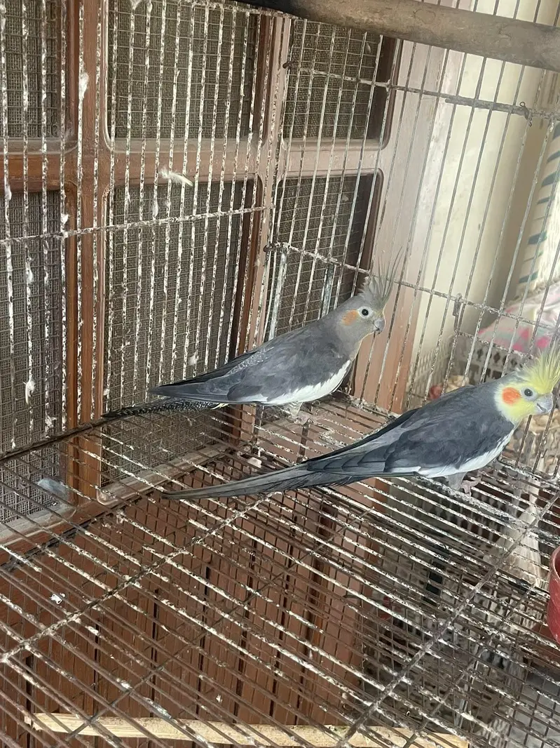 Cocktail pair — photo 2