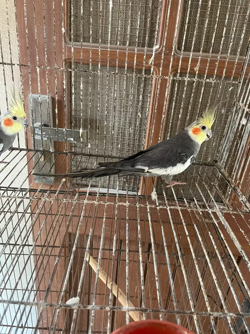 Cocktail pair — photo 5