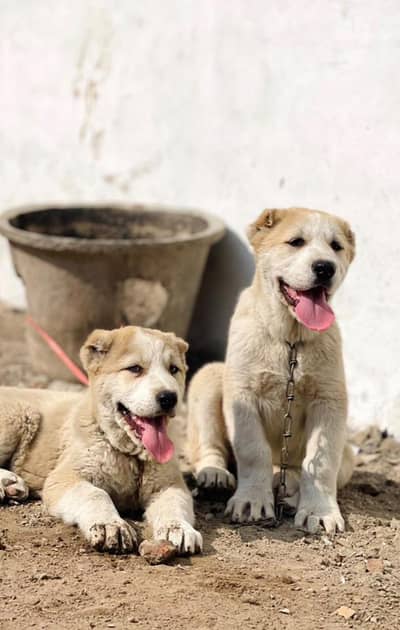 Healthy and active  very playful age 1.5 month pedigree puppies