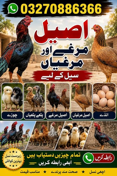 Aseel murga