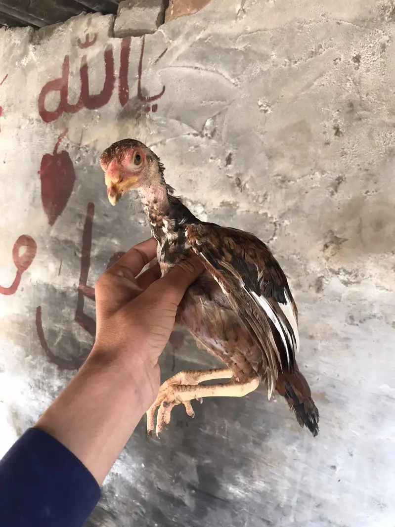 aseel chick high quality chiz hy price bilkul munasib Hy 03275787216 w — photo 2