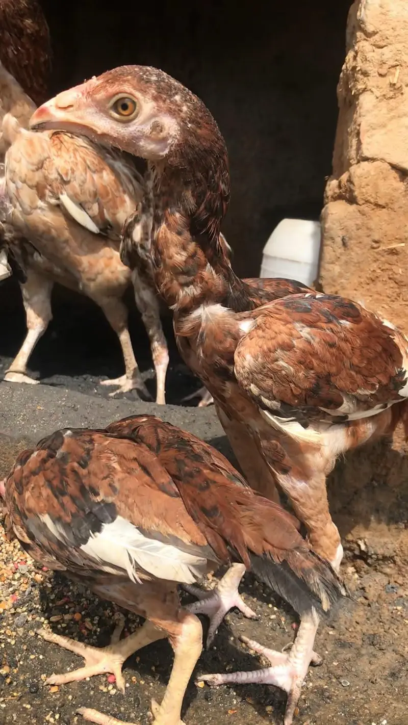 aseel chick high quality chiz hy price bilkul munasib Hy 03275787216 w — photo 4