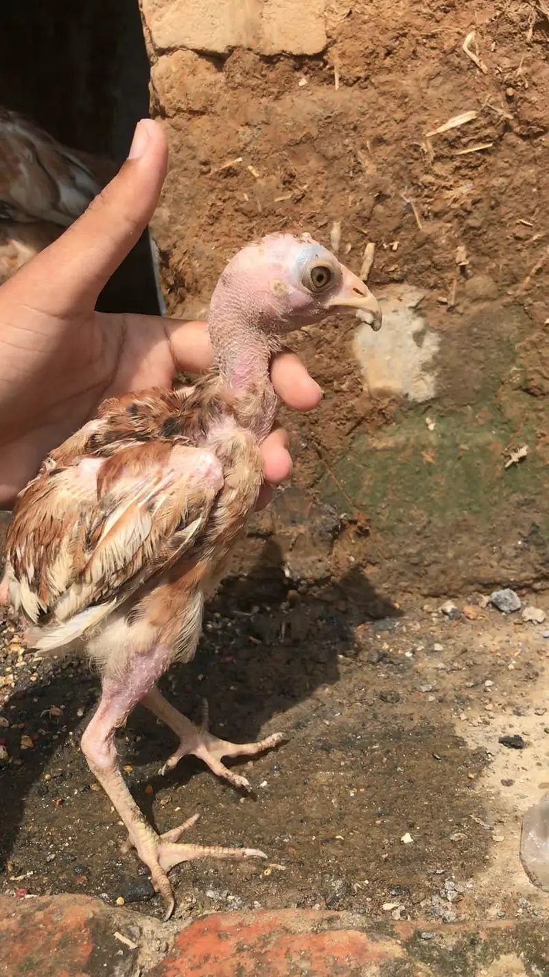 aseel chick high quality chiz hy price bilkul munasib Hy 03275787216 w — photo 6