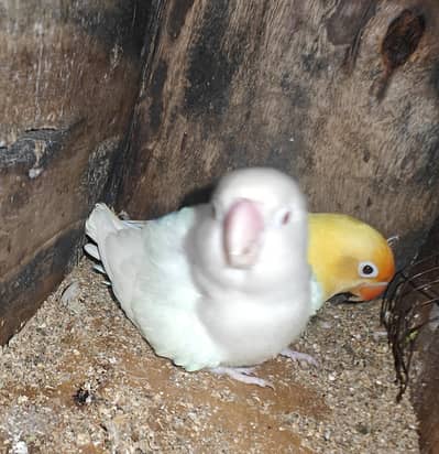 fisher bird