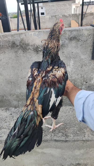 High quality Jawa Patha 3kg Mohra