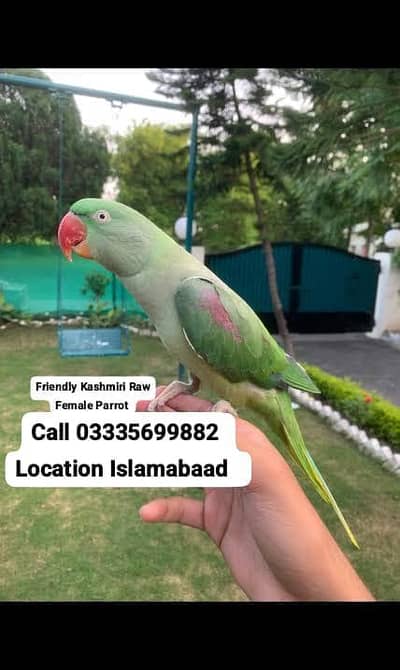 Hand Tamed Full Friendly Kashmiri Raw Female Parrot Jumbo Size