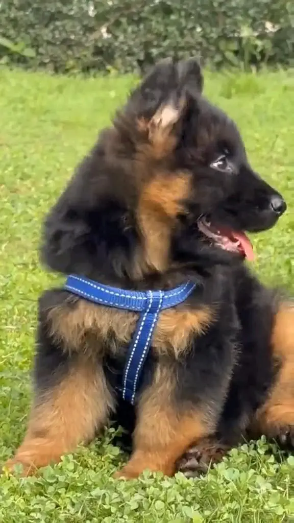 German shepherd puppie WhatsApp contact o344/17/52/88/two — photo 2