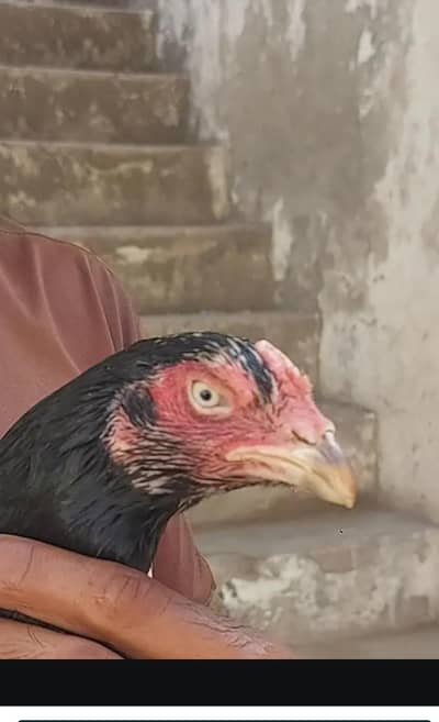 Mianwali Hai top quality Badi