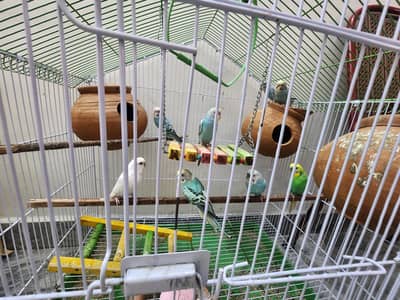 Australian colourful Budgie Parrots