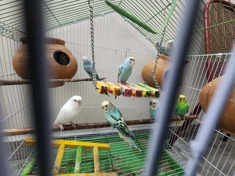 Australian colourful Budgie Parrots — photo 2