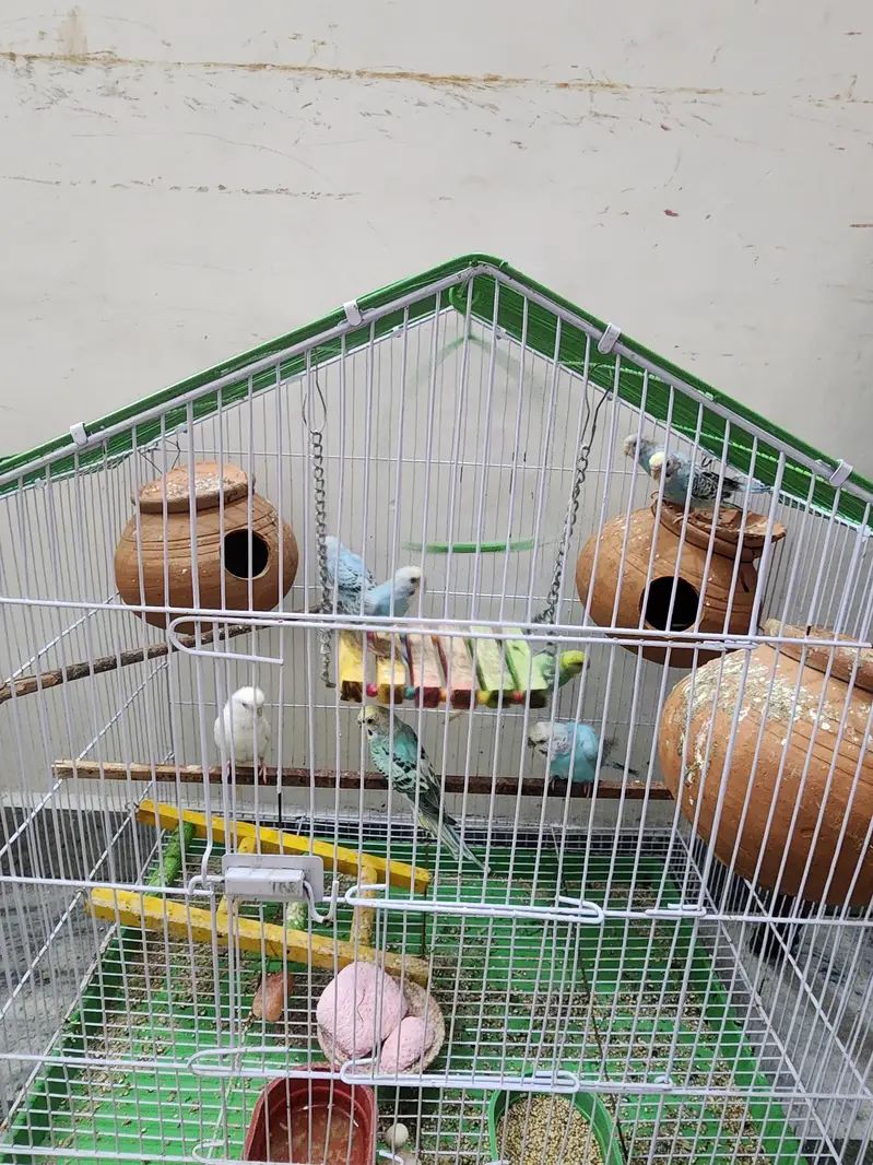Australian colourful Budgie Parrots — photo 3