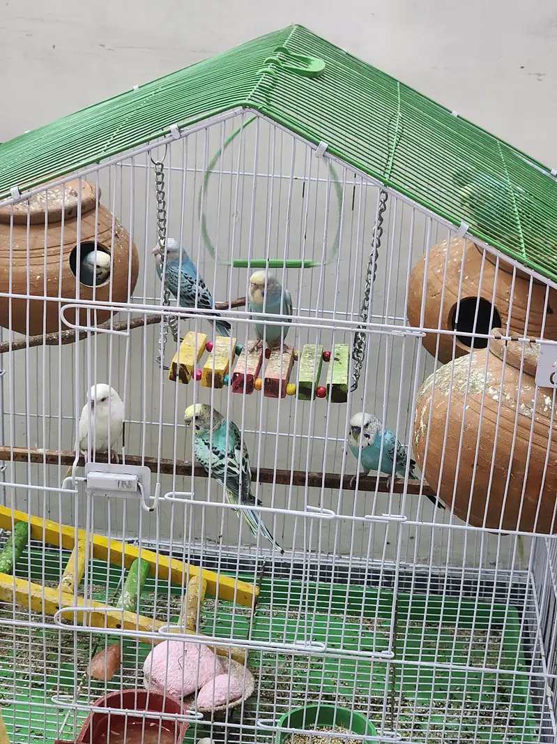 Australian colourful Budgie Parrots — photo 4