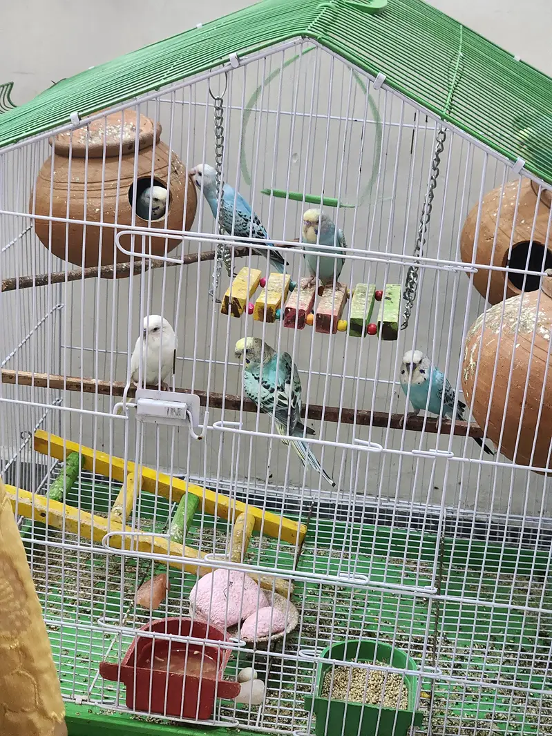 Australian colourful Budgie Parrots — photo 5