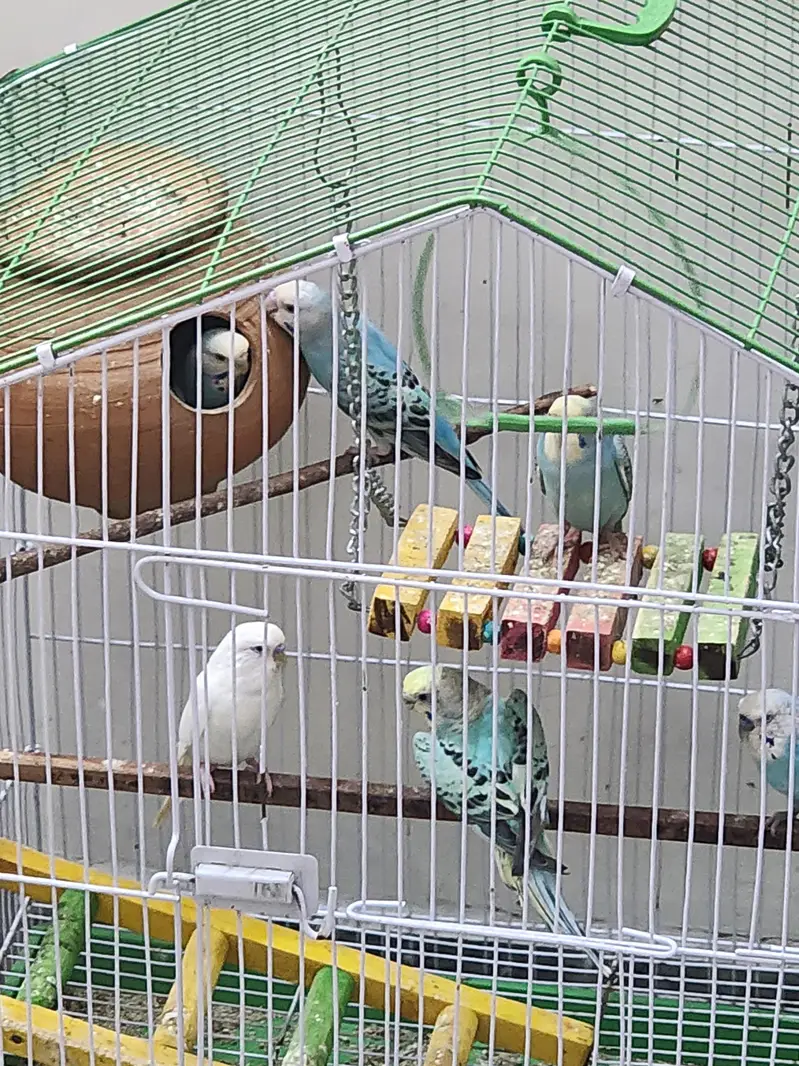 Australian colourful Budgie Parrots — photo 6