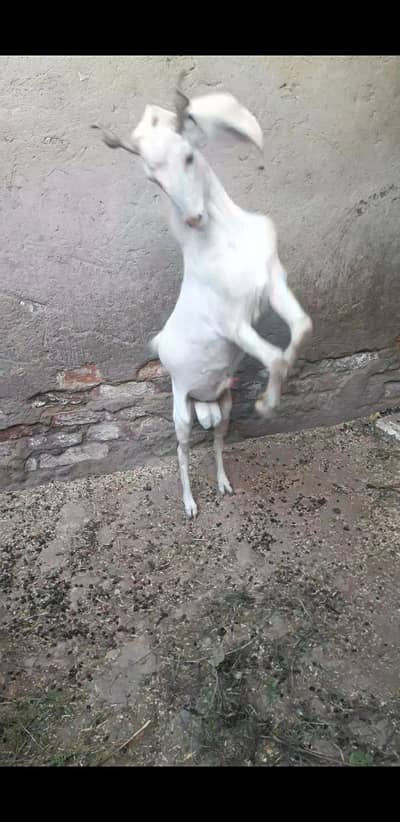 gulabi breeder 2 dant