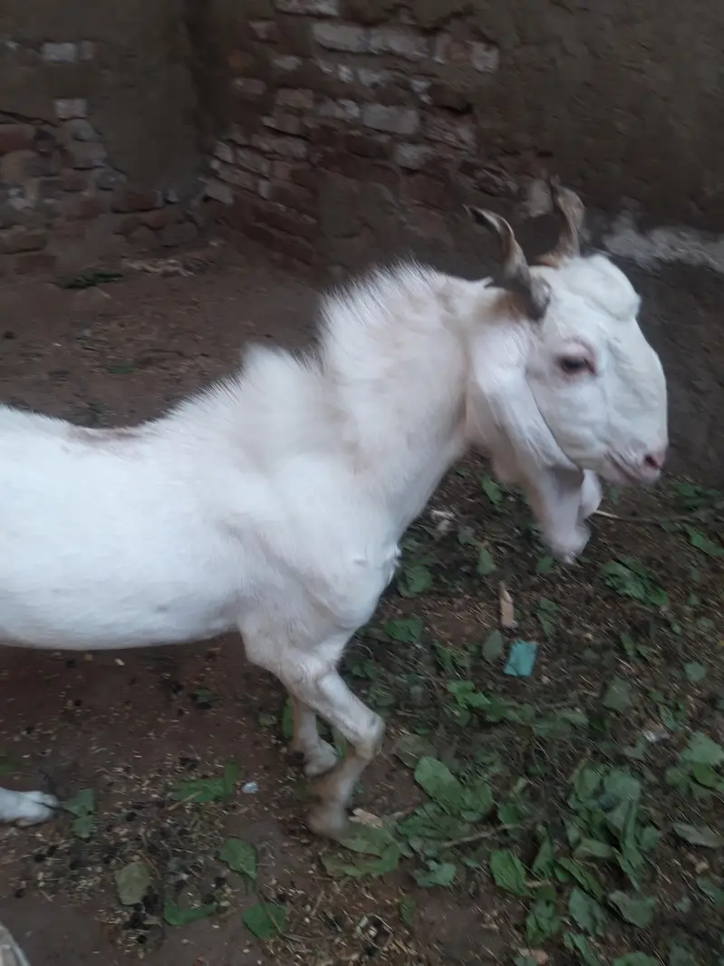 gulabi breeder 2 dant — photo 2