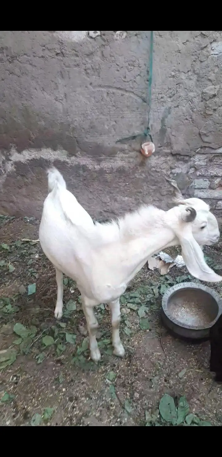 gulabi breeder 2 dant — photo 3