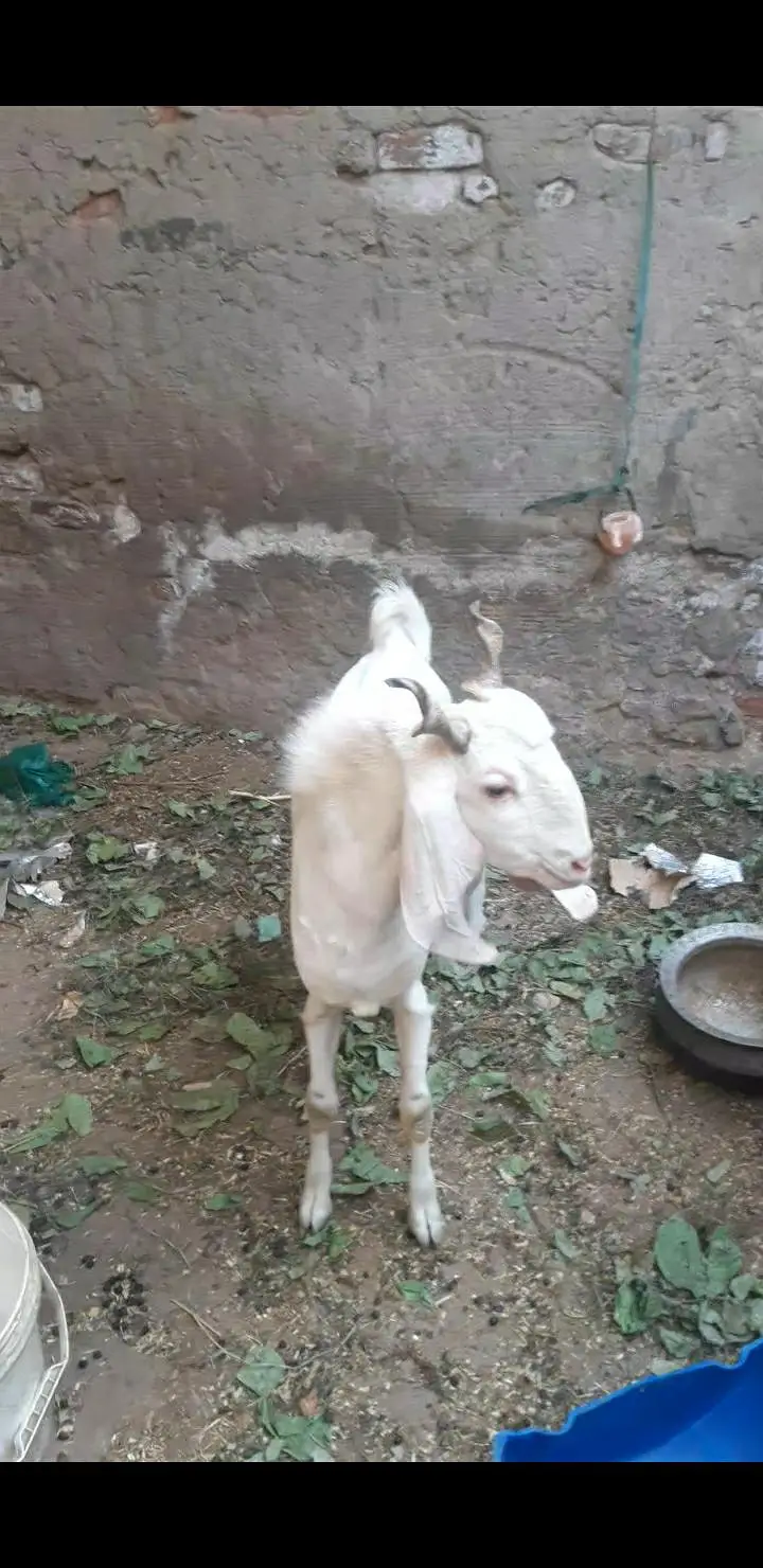 gulabi breeder 2 dant — photo 4