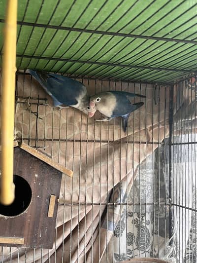 Birds Cage For Sale