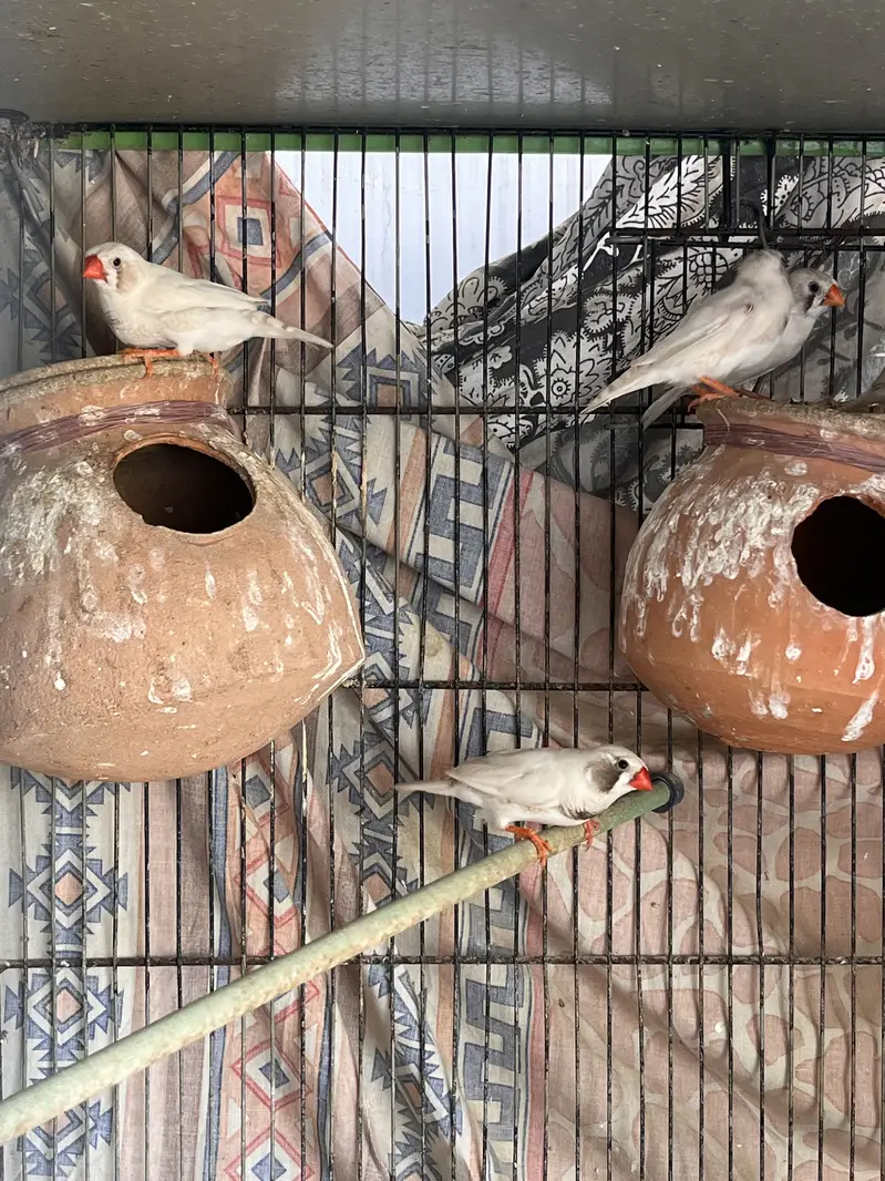 Birds Cage For Sale — photo 2