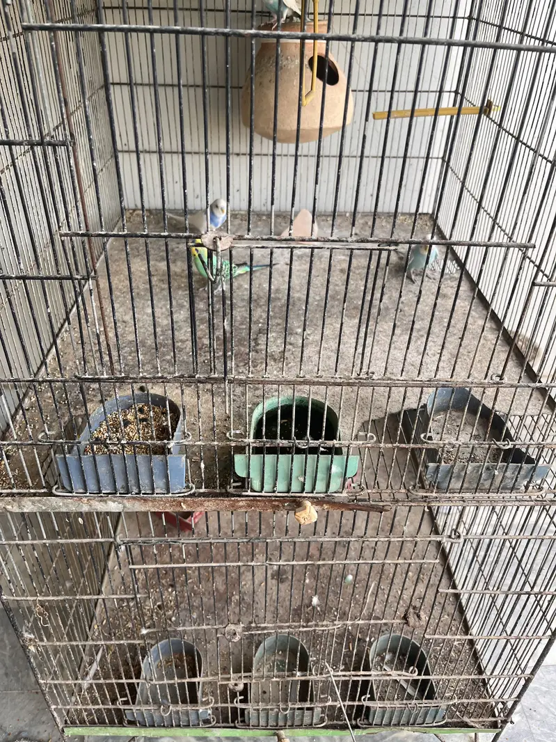Birds Cage For Sale — photo 5