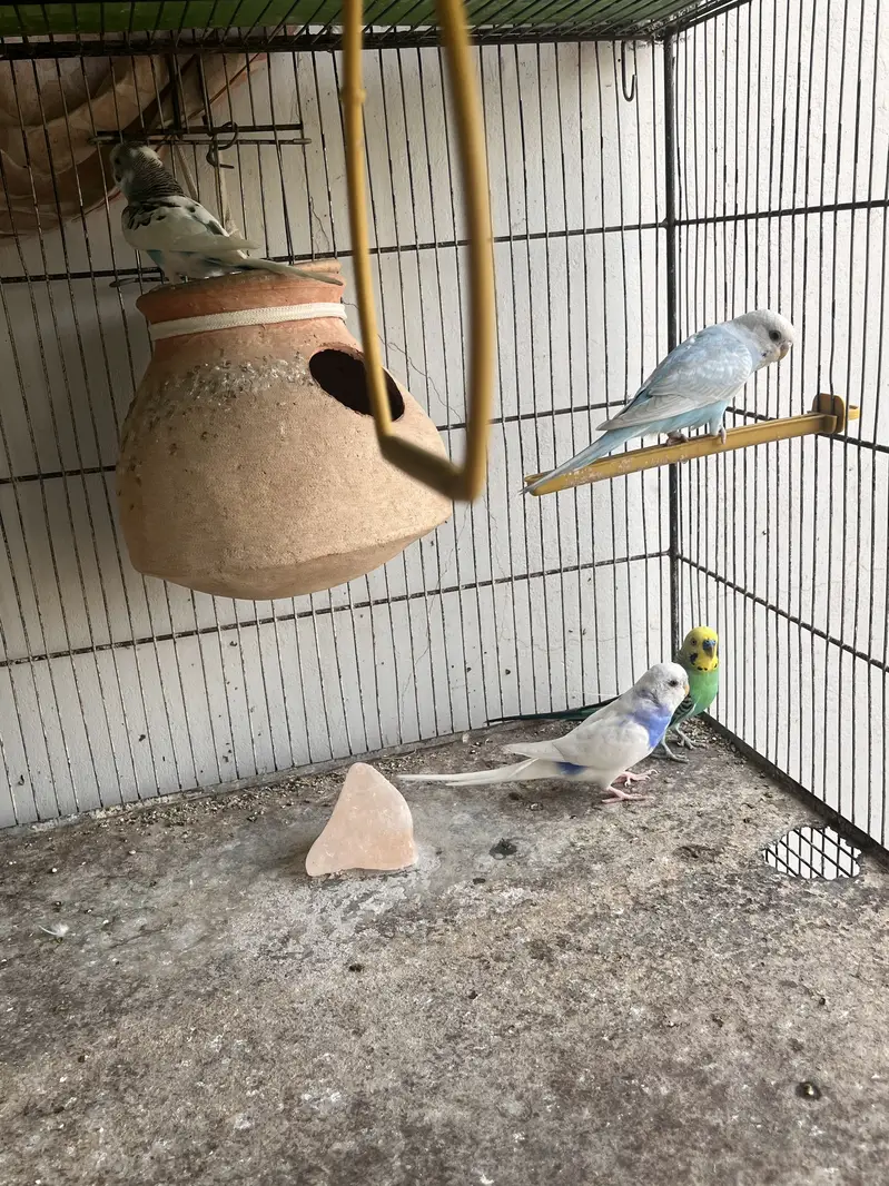 Birds Cage For Sale — photo 6