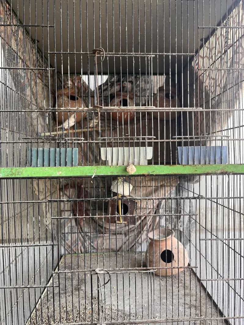 Birds Cage For Sale — photo 7