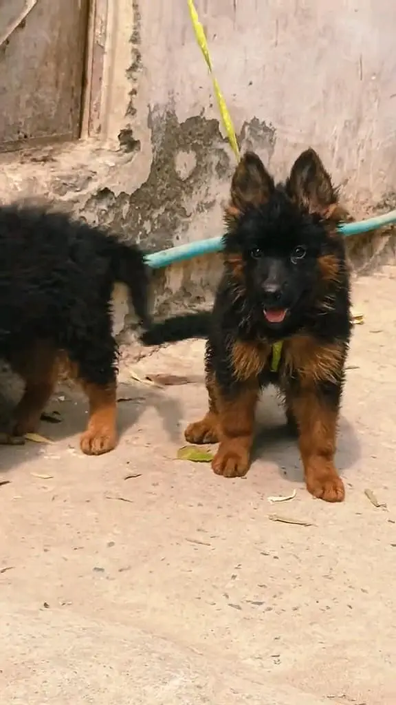 German shepherd puppie WhatsApp contact o344/17/52/88/two — photo 2