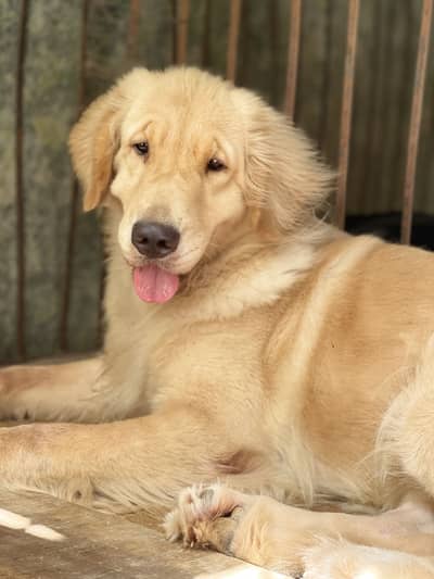 Golden retriever Pkc pedigree female
