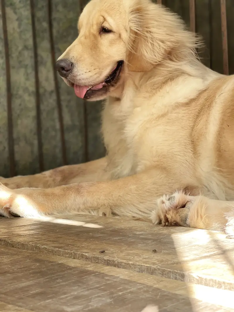 Golden retriever Pkc pedigree female — photo 2