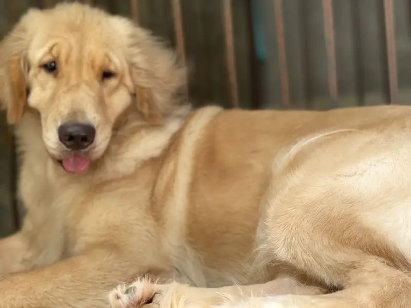 Golden retriever Pkc pedigree female — photo 3