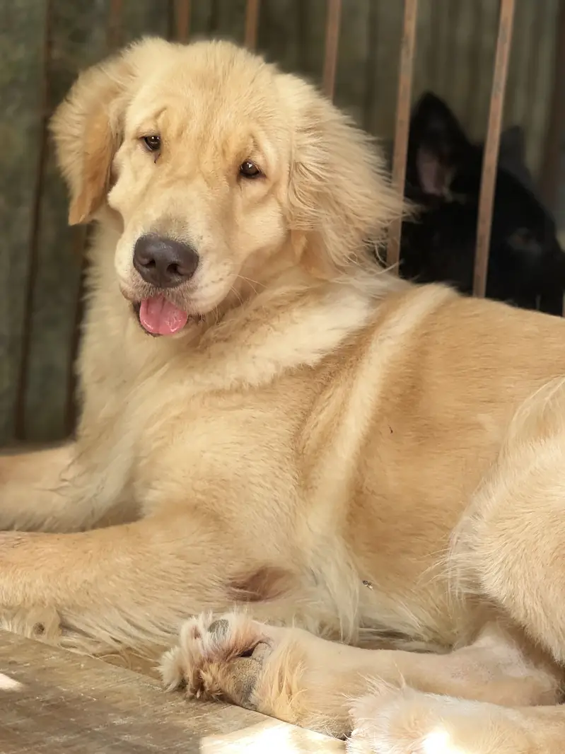Golden retriever Pkc pedigree female — photo 4