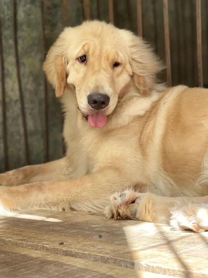 Golden retriever Pkc pedigree female — photo 5
