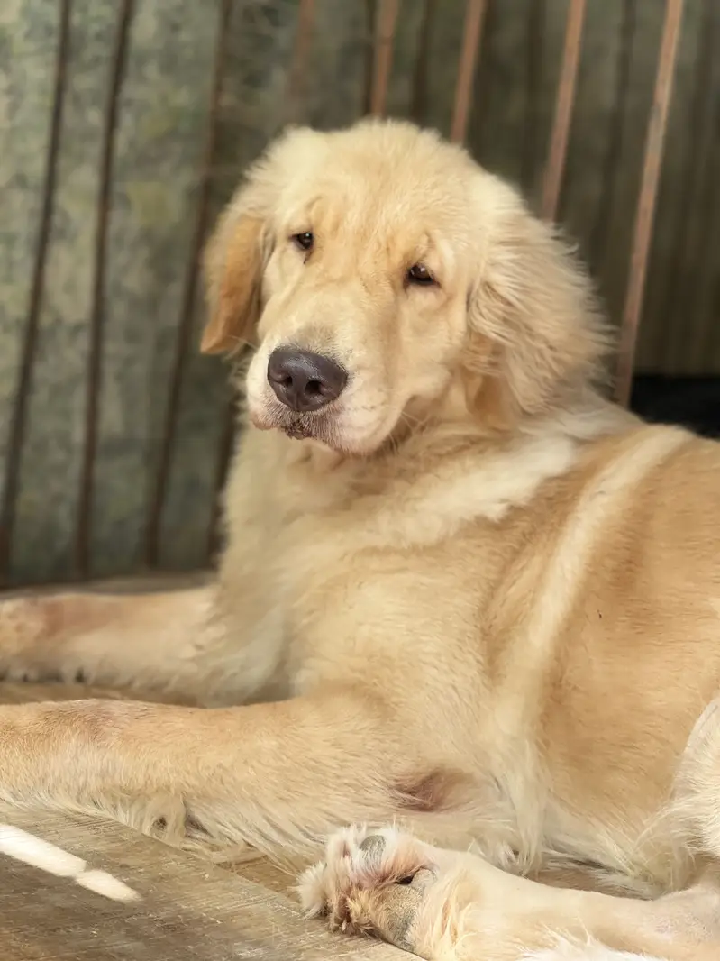 Golden retriever Pkc pedigree female — photo 6
