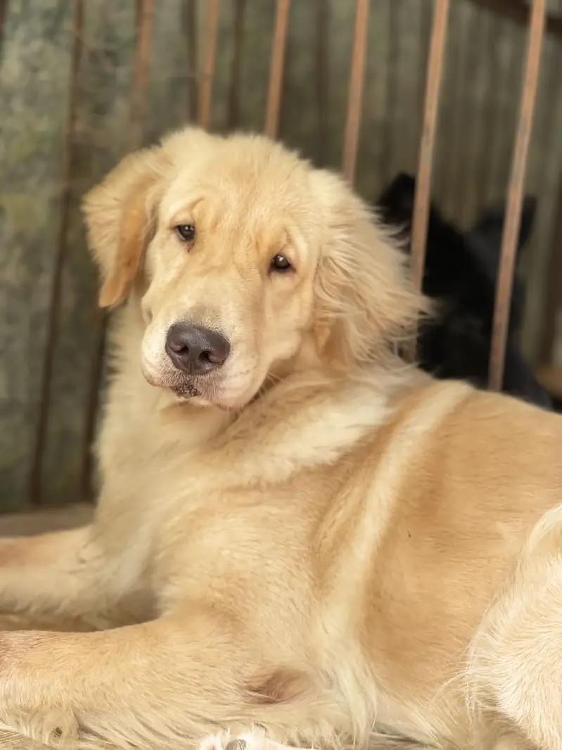 Golden retriever Pkc pedigree female — photo 7