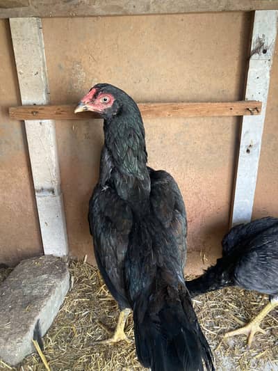 high quality aseel Madi for sale