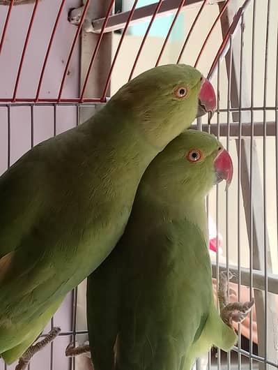 Green parrot ki female and male jofi