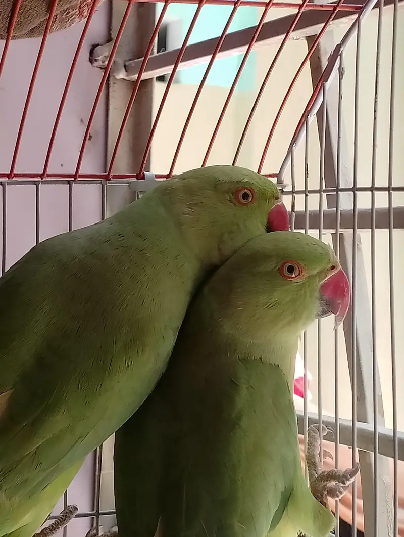 Green parrot ki female and male jofi — photo 2