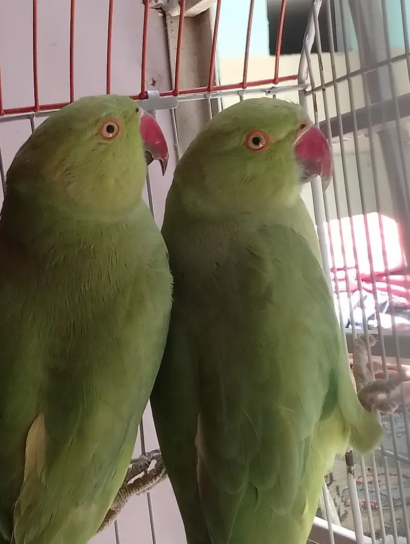 Green parrot ki female and male jofi — photo 3