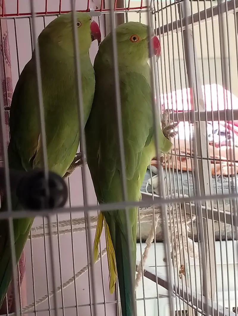 Green parrot ki female and male jofi — photo 4